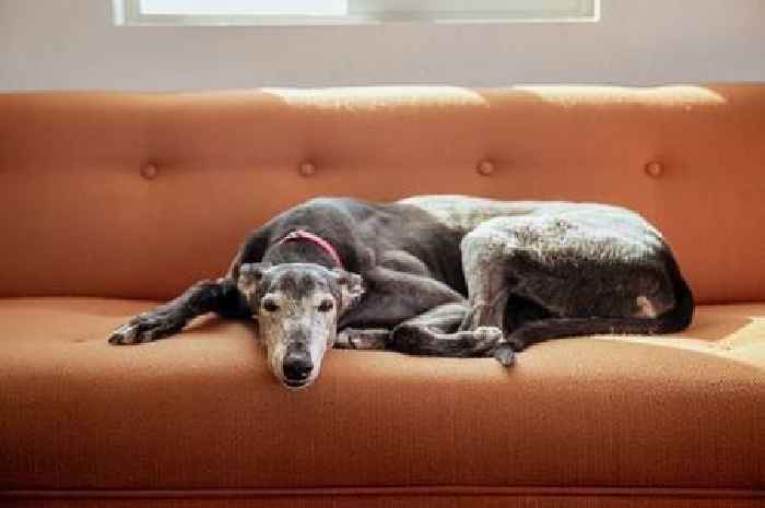 Experts warn against using these two fabrics in the home if you have pets